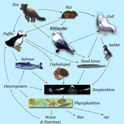 foodweb