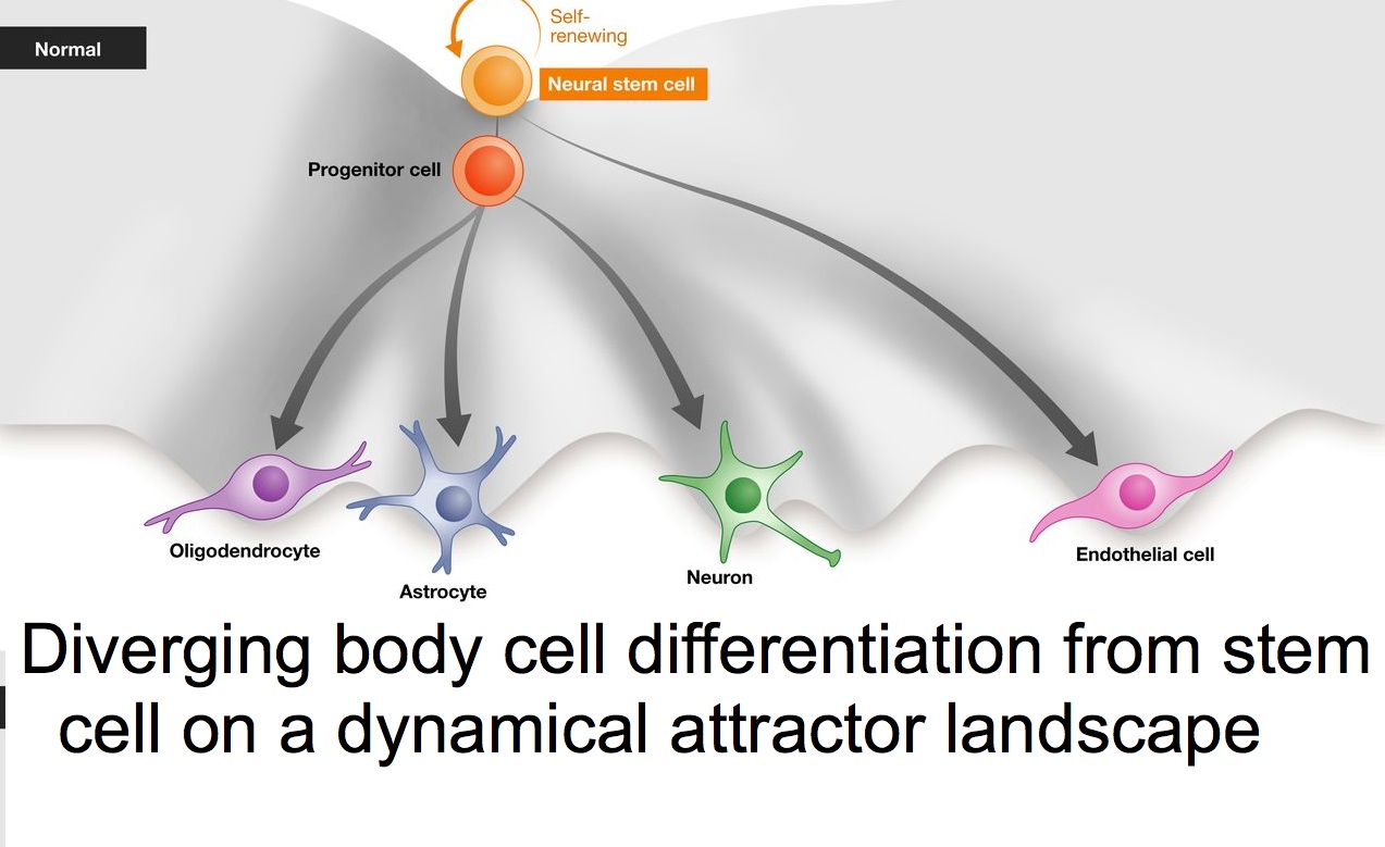 attractor-landscape-cell-differentiation