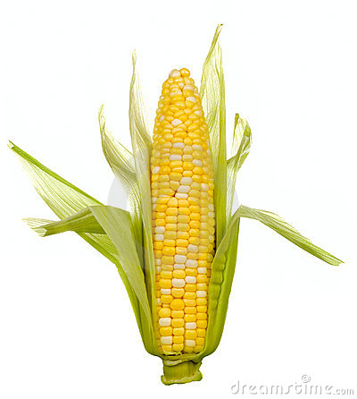 objects-normal-ear-corn