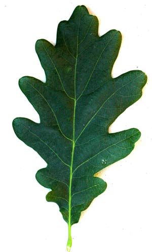 objects-normal-oak-leaf1