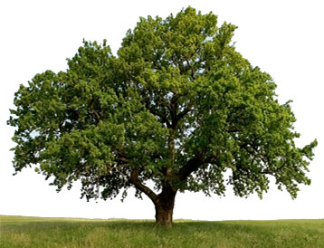 objects-normal-tree-in-field